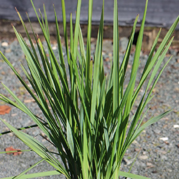 Thirkettle Nurseries ... Our Plants