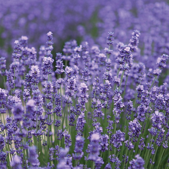 Thirkettle Nurseries ... Our Plants